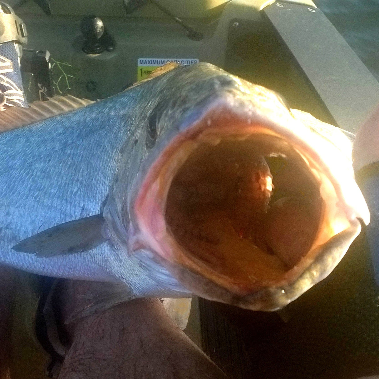 Finesse Feather Blade, Bronze Stripe, 55mm, 2 Pack