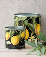 tin-planter-lemons-set-of-4 - Side View