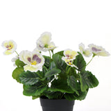 Mixed White Flowering Potted Artificial Pansy Plants 25cm - Front View