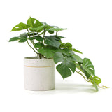 Decorative Ceramic Bowl Potted Artificial Monstera Plant 30cm - Side View
