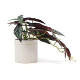 Artificial Bergonia Plant In Decorative Bowl 30cm - Top-Down View