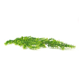 Artificial Hanging Bell Leaf Plant 80cm Long UV Resistant - Close-Up Angle