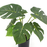 Potted Artificial Split Philodendron Plant With Real Touch Leaves 35cm - Front View