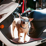 Silver Lenses Pet Sunglasses for Dogs and Cats - UV Protection, Adjustable Strap, Anti-Wind and Anti-Fog Pet Goggles - Rear View