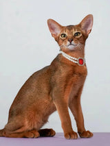 3-pcs Red Diamond  Double Strand Pearl & Rhinestone Pet Necklace - Luxury Collar for Cats & Dogs Size M (25-31CM) - Front View