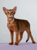 3-pcs Red Diamond  Double Strand Pearl & Rhinestone Pet Necklace - Luxury Collar for Cats & Dogs Size L (30-36cm) - Side View