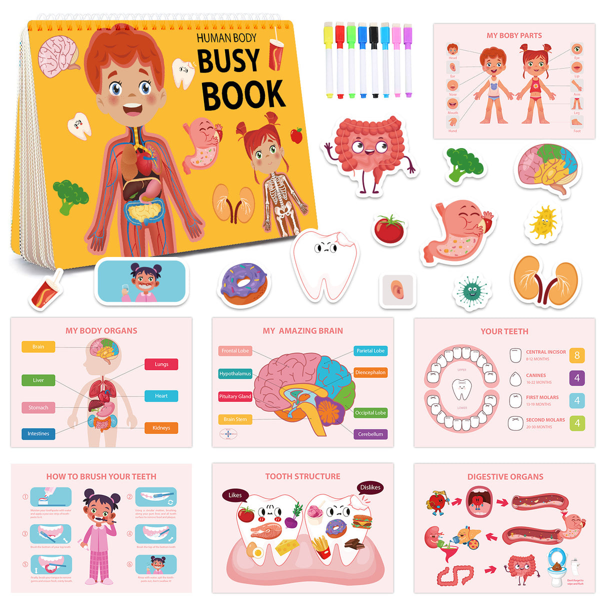 Interactive Human Body Busy Book Set (2 Books) - Educational Quiet Learning Toy for Toddlers
