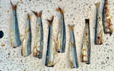 1x Just Sardine Trunks - 45-Degree Angle
