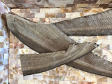 1x Just Shark Tails - Front View