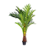 180cm Phoenix Palm - Artificial Plant, Home Decor Flora - Front View