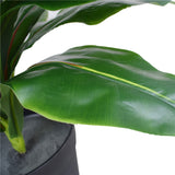 Artificial Potted Wide Leaf Birds Nest Fern 50cm - Front View