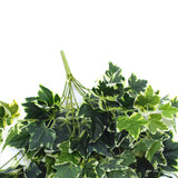 Mixed Green and White Tipped Ivy Bush 100cm - Front View