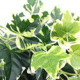 Mixed Green and White Tipped Ivy Bush 100cm - Side View