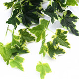 Mixed Green and White Tipped Ivy Bush 100cm - Top-Down View
