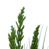Flowering Native Grass 120 cm - Side View