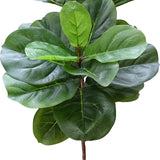 Tall Artificial Fiddle Leaf Fig 170cm - Front View