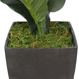 Dense Fiddle Leaf Fig Tree 70cm - Front View