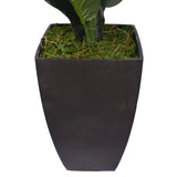 Dense Fiddle Leaf Fig Tree 70cm - Side View