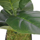 Dense Fiddle Leaf Fig Tree 70cm - Top-Down View