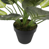 Leopard Lily (Dieffenbachia) with Pot 40cm - Front View