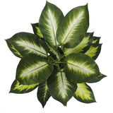 Leopard Lily (Dieffenbachia) with Pot 40cm - Side View