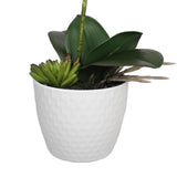 Potted Single Stem White Phalaenopsis Orchid with Decorative Pot 35cm - Side View