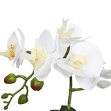 Potted Single Stem White Phalaenopsis Orchid with Decorative Pot 35cm - Front View