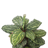 Artificial Wide Leaf Cordyline Plant 90cm - Front View