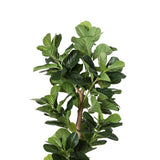 Lambu 180cm Artificial Plants Tree Room-2018816891069534211