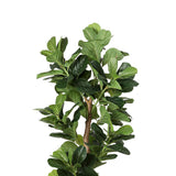 Lambu 180cm Artificial Plants Tree Room - Side View