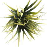 Yellow Tipped Grass Stem UV Resistant 35cm - Front View