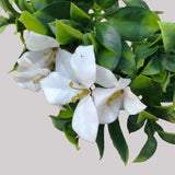 White Flowering Jasmine Stem UV Resistant 30cm - Front View