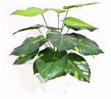 Lily Stem 32cm - Front View