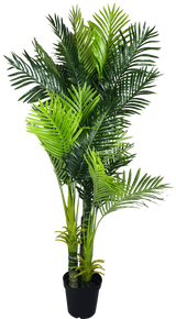 Multi Trunk Hawaii Palm 180cm