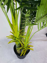 Multi Trunk Hawaii Palm 180cm - Front View