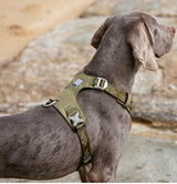 True Love Lightweight Dog Harness - Green, XS - Front View