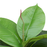 Artificial Potted Rubber Plant 55cm - Front View