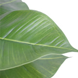 Artificial Potted Rubber Plant 55cm - Side View