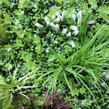 Vista Green Vertical Garden Green Wall UV Resistant 100cm x 100cm - 45-Degree Angle