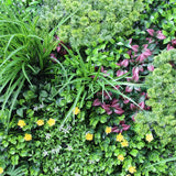 Country Fern Vertical Garden Green Wall UV Resistant 100cm x 100cm - Side View