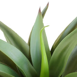 UV Agave 50cm No Pot - Front View