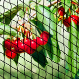 Heavy-Duty Black Nylon Bird Netting - 10m x 20m Anti-Bird Solution - Close-Up Angle