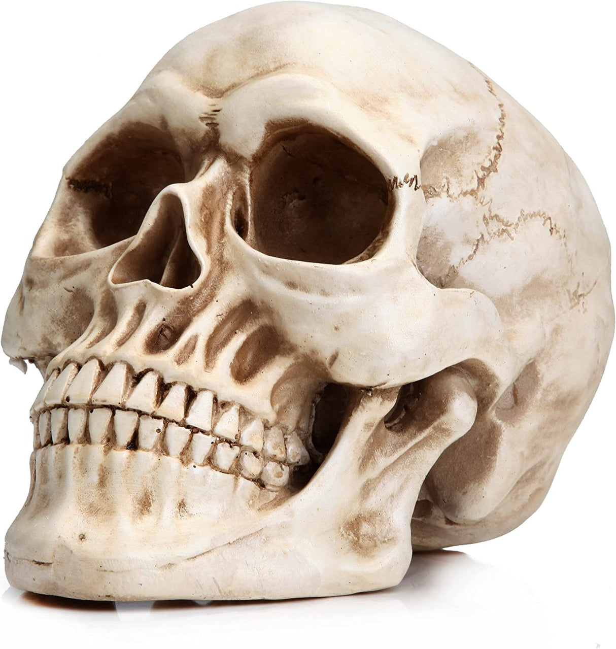 Life-Size Anatomically Accurate Human Skull Model