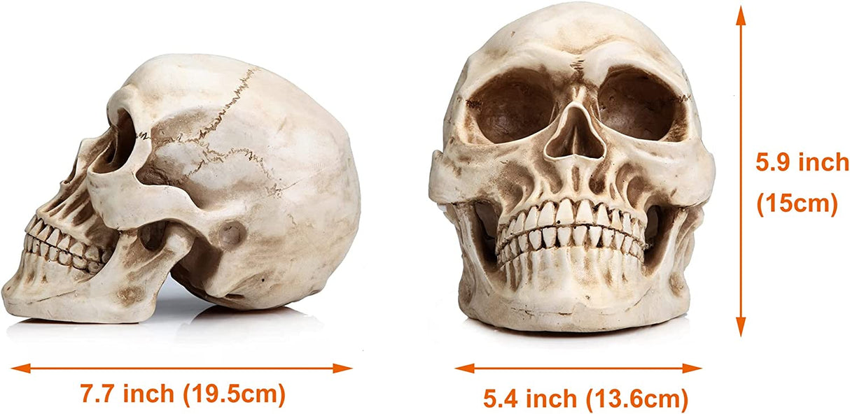 Life-Size Anatomically Accurate Human Skull Model
