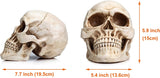 Life-Size Anatomically Accurate Human Skull Model - Front View