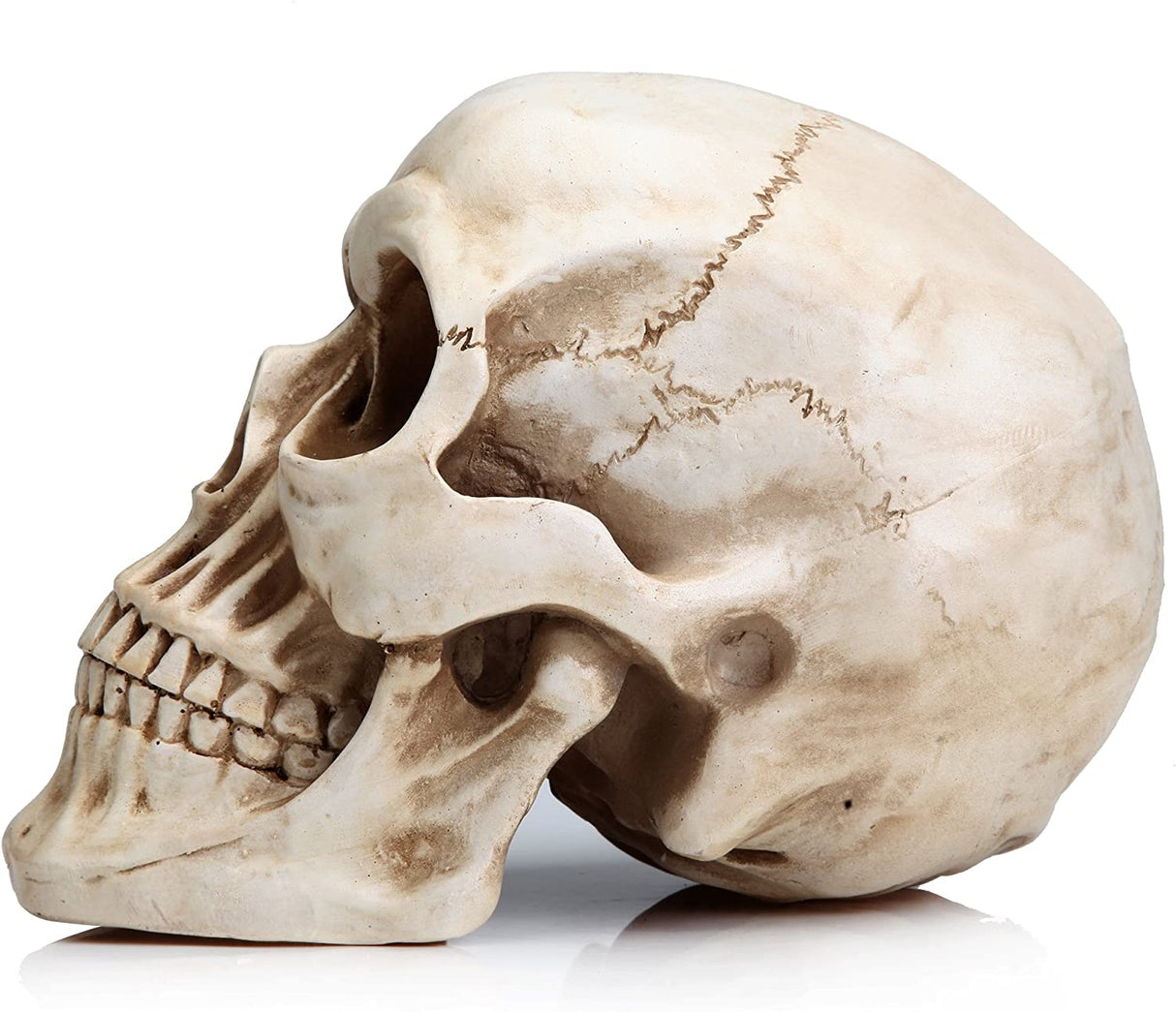Life-Size Anatomically Accurate Human Skull Model