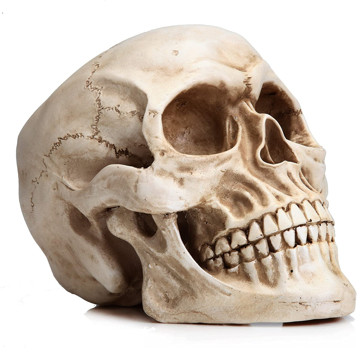 Life-Size Anatomically Accurate Human Skull Model