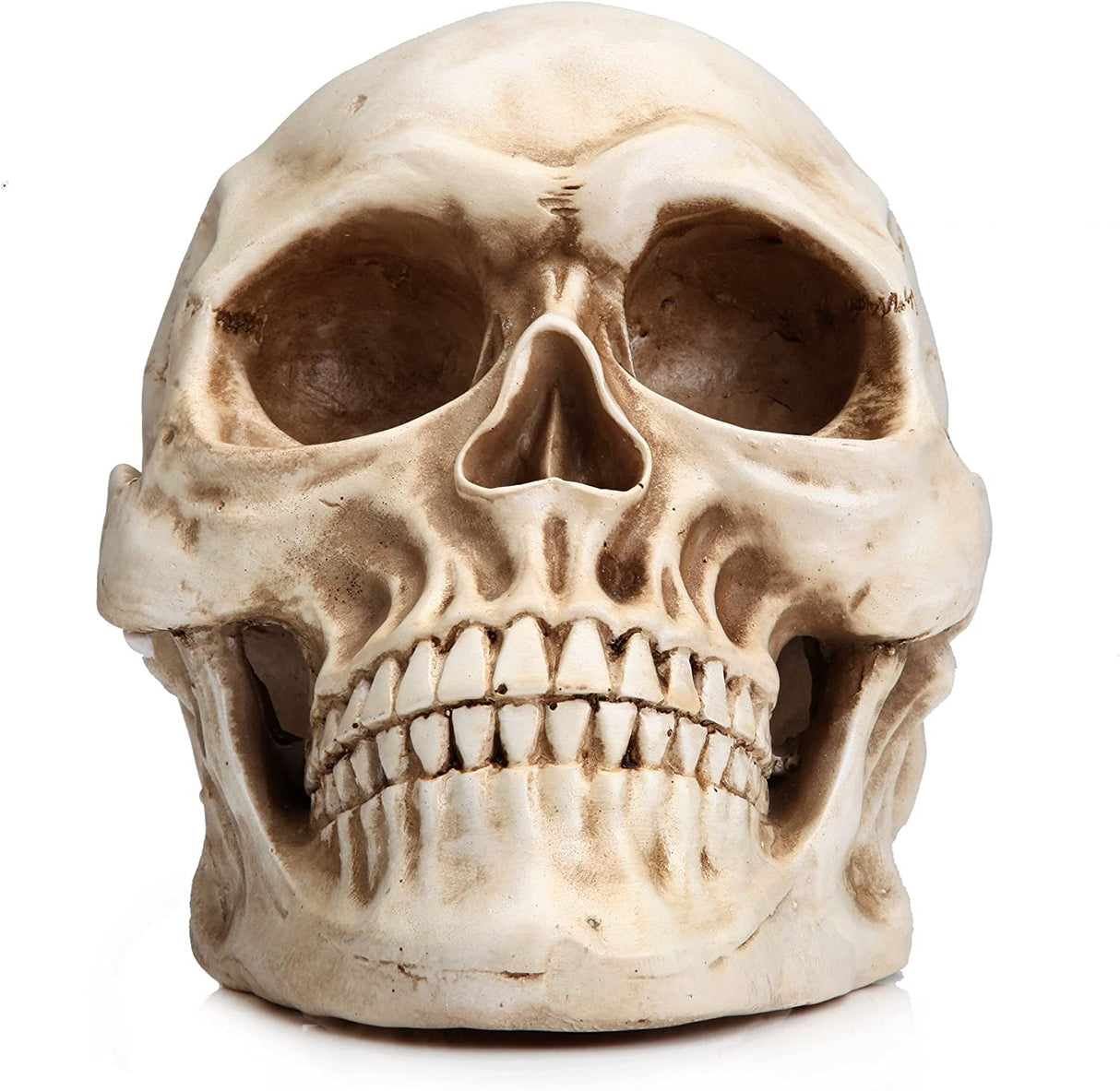 Life-Size Anatomically Accurate Human Skull Model