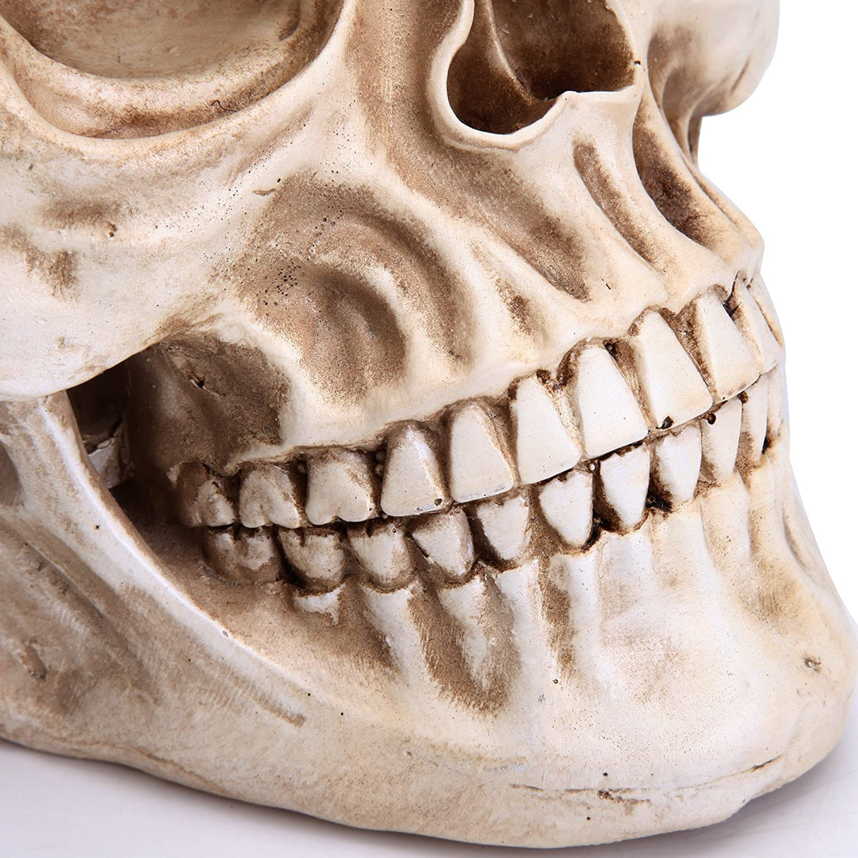 Life-Size Anatomically Accurate Human Skull Model