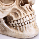 Life-Size Anatomically Accurate Human Skull Model - Rear View